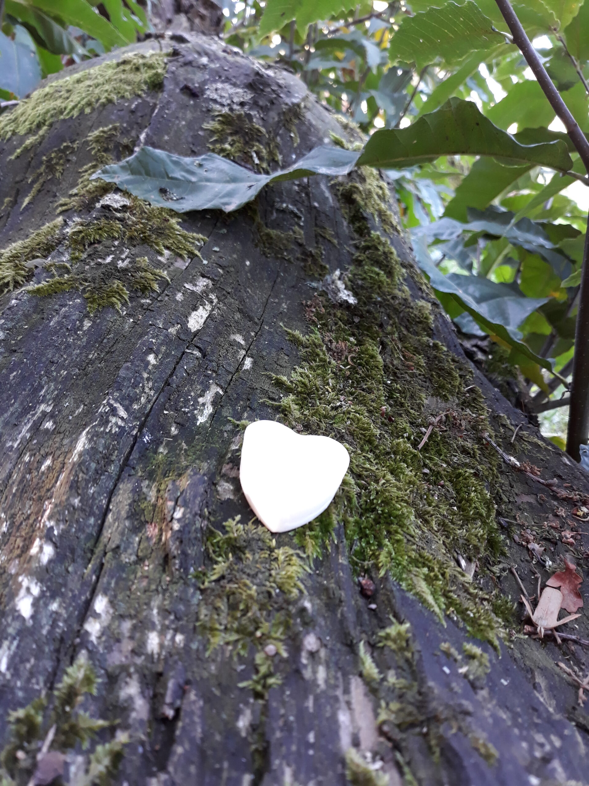 Cœur fondant Forêt de Brocéliande