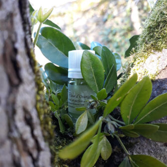 extrait de parfum d'ambiance fleur d'oranger