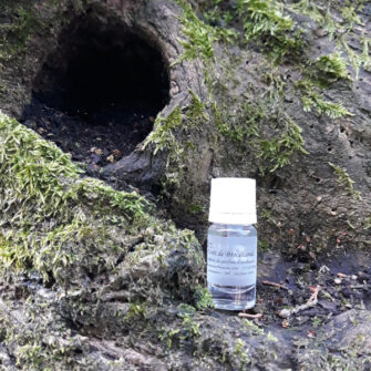 extrait de parfum d'ambiance forêt de Brocéliande