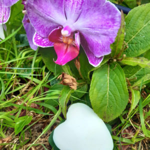 cœur fondant orchidée