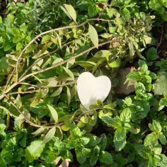 coeur fondant Verveine Citron